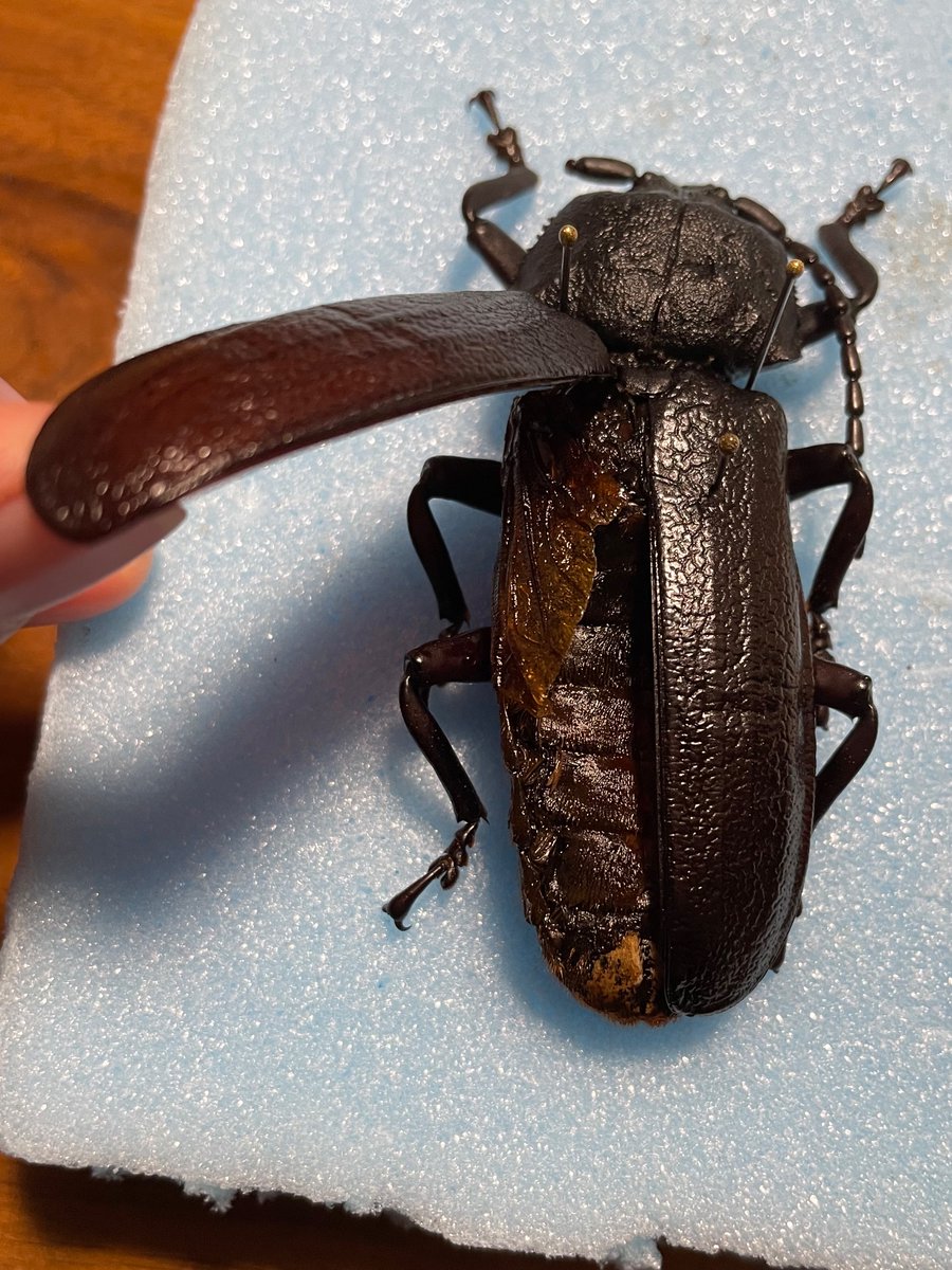 カミキリムシ (@5AuTwuwVZB0alo7) / Posts / X
