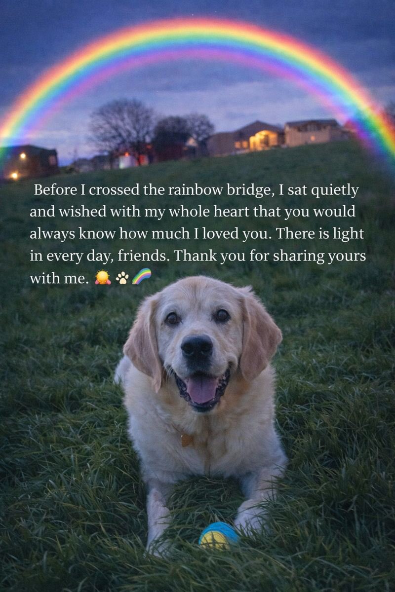 Ollie (R) and Carlo My Guide Dog tweet media