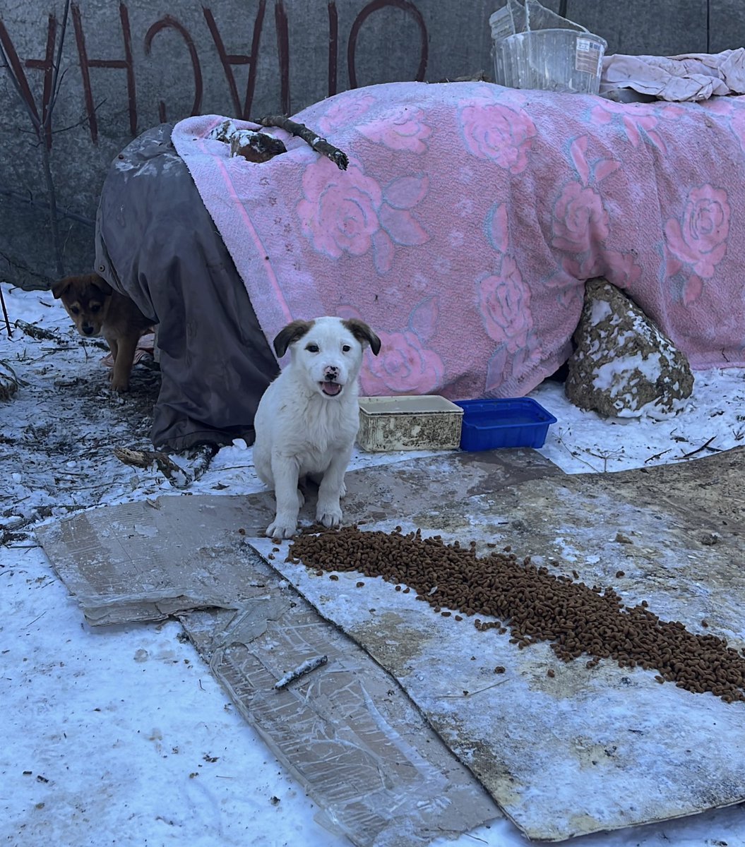 Кончені підараси росіяни!!!!! Сука, як я їх ненавиджу!!!!!!  Сьогодні фотографувала цих цуценят і годувала їх, а 10 хвилин назад вони за 10 м звідси скинули вибухівку!!!!