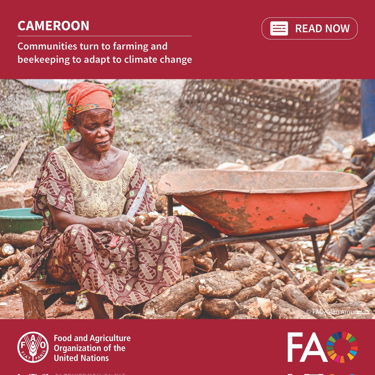 FAOCameroun's tweet photo. Les chocs climatiques et les déplacements fragilisent le peuple #Baka au #Cameroun🇨🇲.
Avec le projet #PULCCA financé par @Banquemondiale, la FAO allie production agricole et savoirs traditionnels pour renforcer la sécurité alimentaire.
À lire 👉🏼 https://t.co/B38vs51Omu https://t.co/WwGL3iEd5s