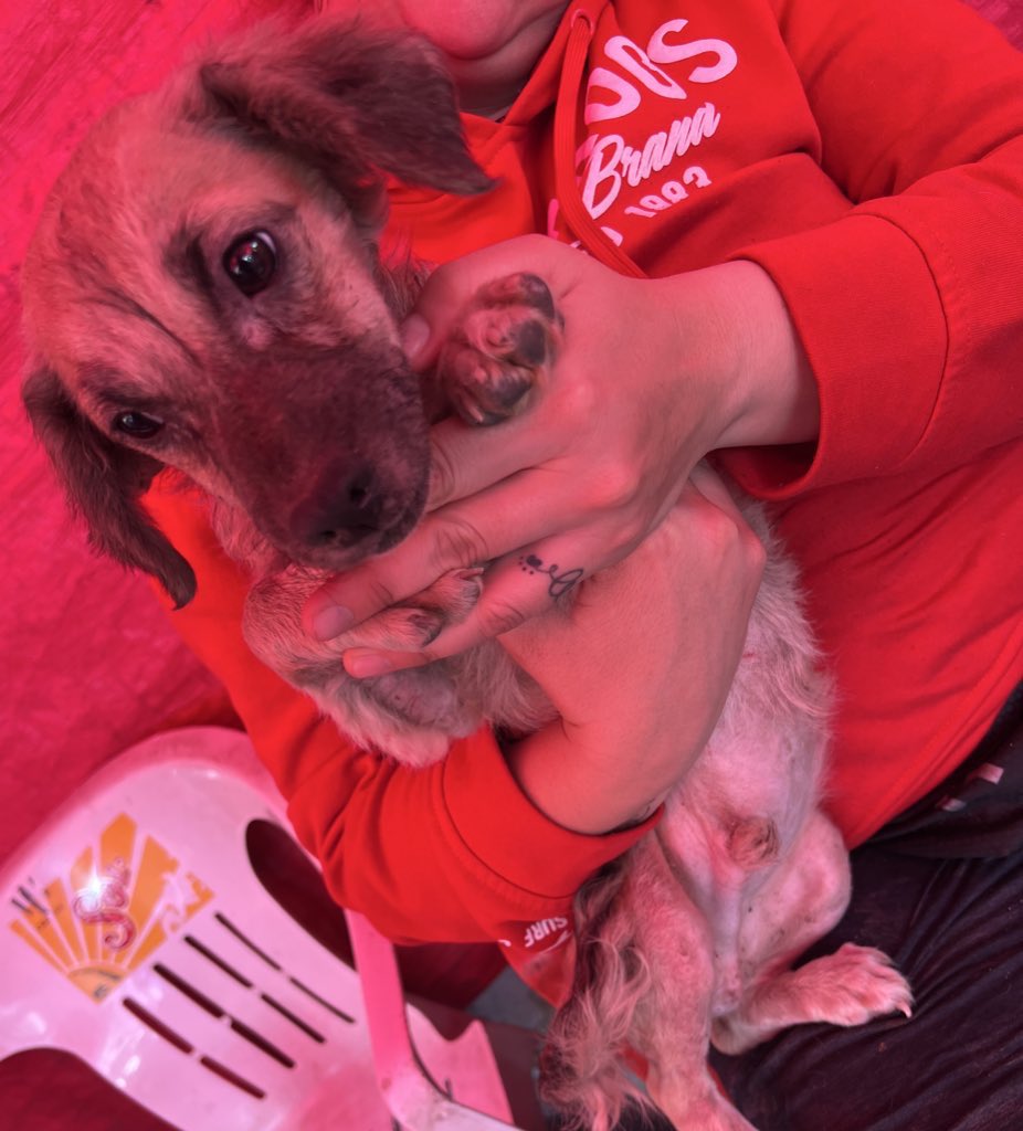diana_dfc's tweet photo. Alguien puede dar hogar temporal a este pequeño??? Talla chica aprox 4 meses, macho @MascotasSismo @perrososmx @iztalccihuatl @QuePocaMadre_Mx @Lacasadelsalchi @IsabelJunco @mayumiguillen @MascotaCoyoacan @acano52 @EsEstra @U_PLATEROS @nydiacervera @Nyu_umi @ https://t.co/rrzeoTeN0n