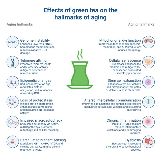 Green tea contains many bioactive compounds that target all the hallmarks of aging:

- genomic instability
- telomere attrition
- epigenetic alterations
- loss of proteostasis
- impaired autophagy
- deregulated nutrient sensing
- mitochondrial dysfunction
- cellular senescence
-
