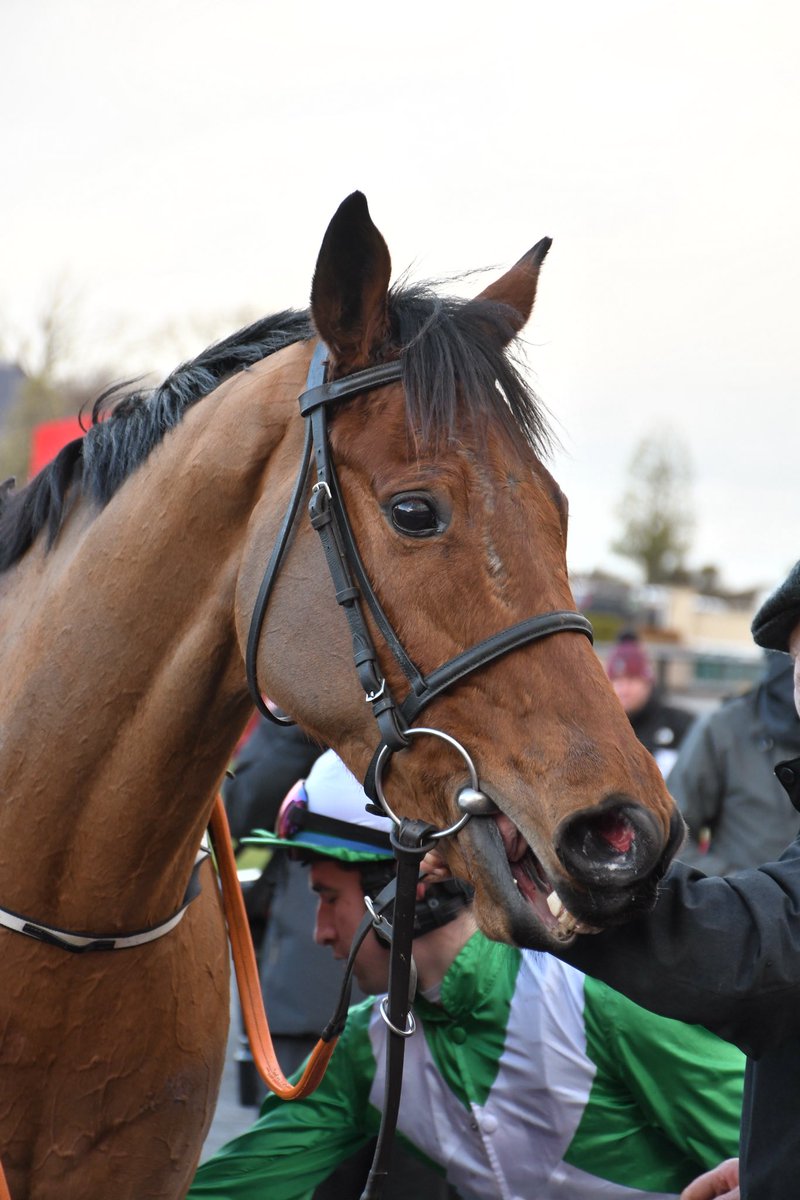 PCequinephoto's tweet photo. Shabby Hill trained by @cbyrnesracing is a winner @punchestownrace 12/1/26 @IrishRacing7 https://t.co/hvgwHbQ7ye
