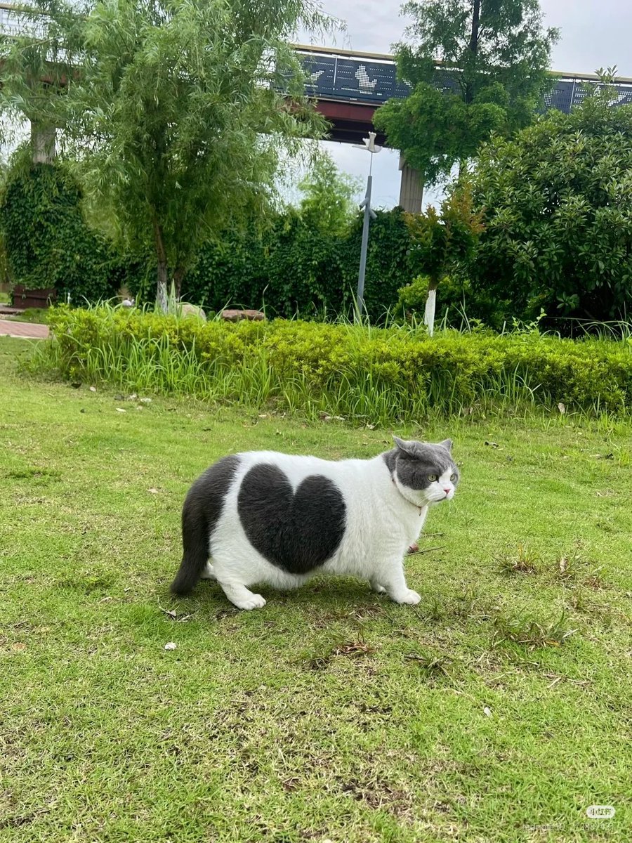 nocontextscats's tweet photo. COW https://t.co/1VDWNzMzNK
