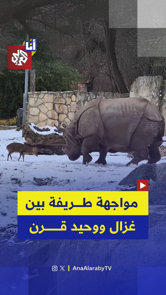 ليُثبت أنه "الذكر المسيطر"، غزال صغير من نوع المنتجاك الصيني قرّر أن يتحدّى أنثى وحيد قرن تزن نحو 1.7 طن.. مشهد طريف وثّقته حديقة حيوانات في بولندا 