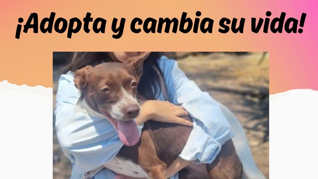 Pedimos a <a href="/ClaraBrugadaM/">Clara Brugada Molina</a> su ayuda entre los perritos de <a href="/Ref_Franciscano/">REFUGIO FRANCISCANO AC</a> está una perrita con discapacidad a la cual le estábamos buscando  un hogar y requiere cuidado especial 
Todos merecen un hogar 🏠 y vida digna 
#QueLosRegresenYa 🙏🏻

#RespetenElHogarDeLosFranciscanitos