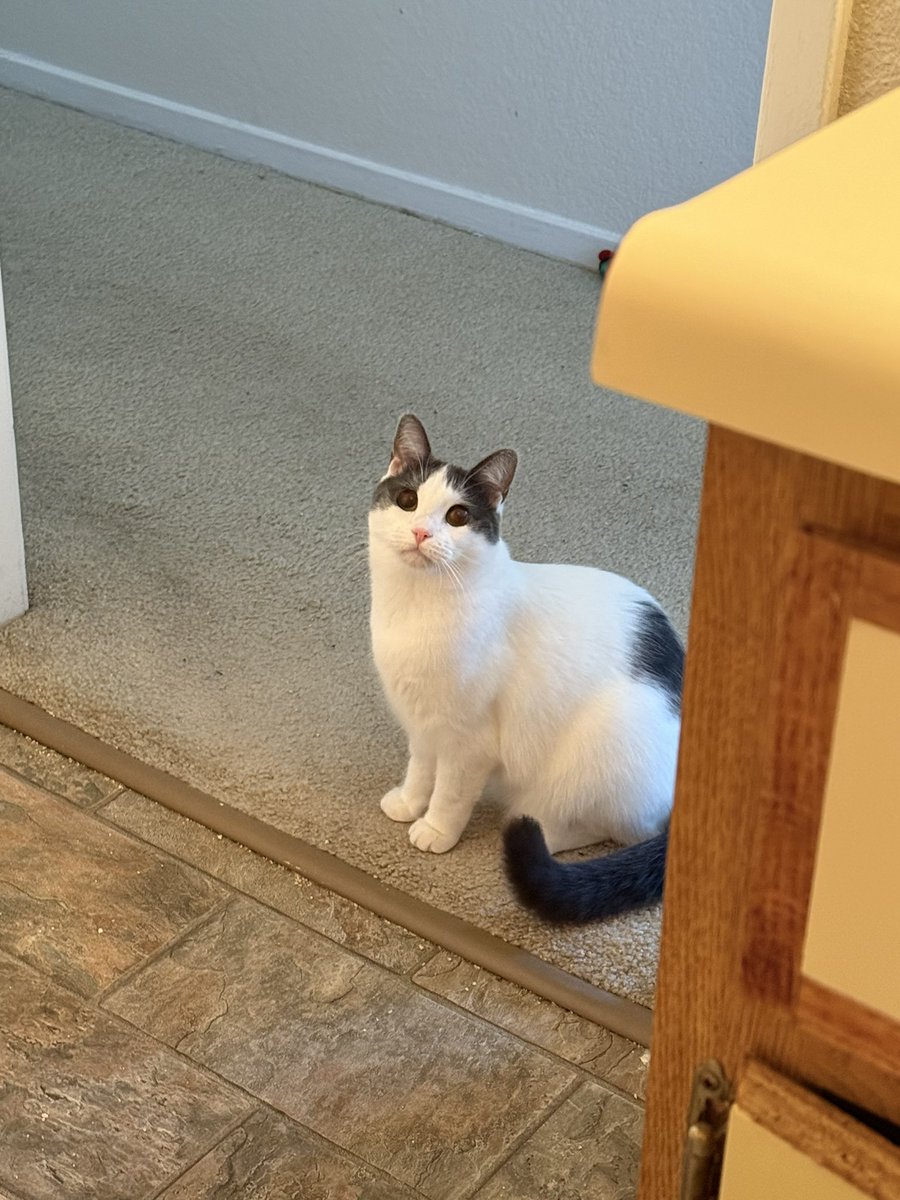 feederofcats's tweet image. do you guys think she knows her confiscated toy is in my pocket