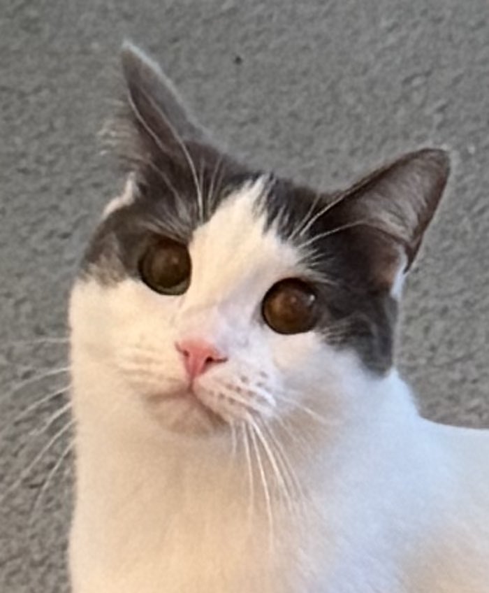 feederofcats's tweet image. do you guys think she knows her confiscated toy is in my pocket