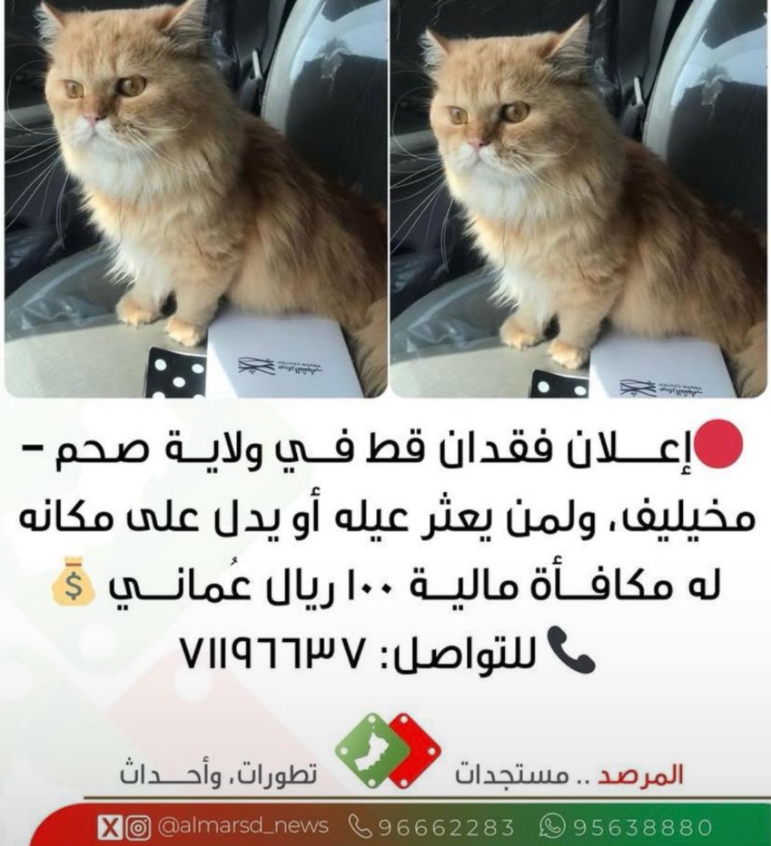 أبو مجد المعمري tweet media