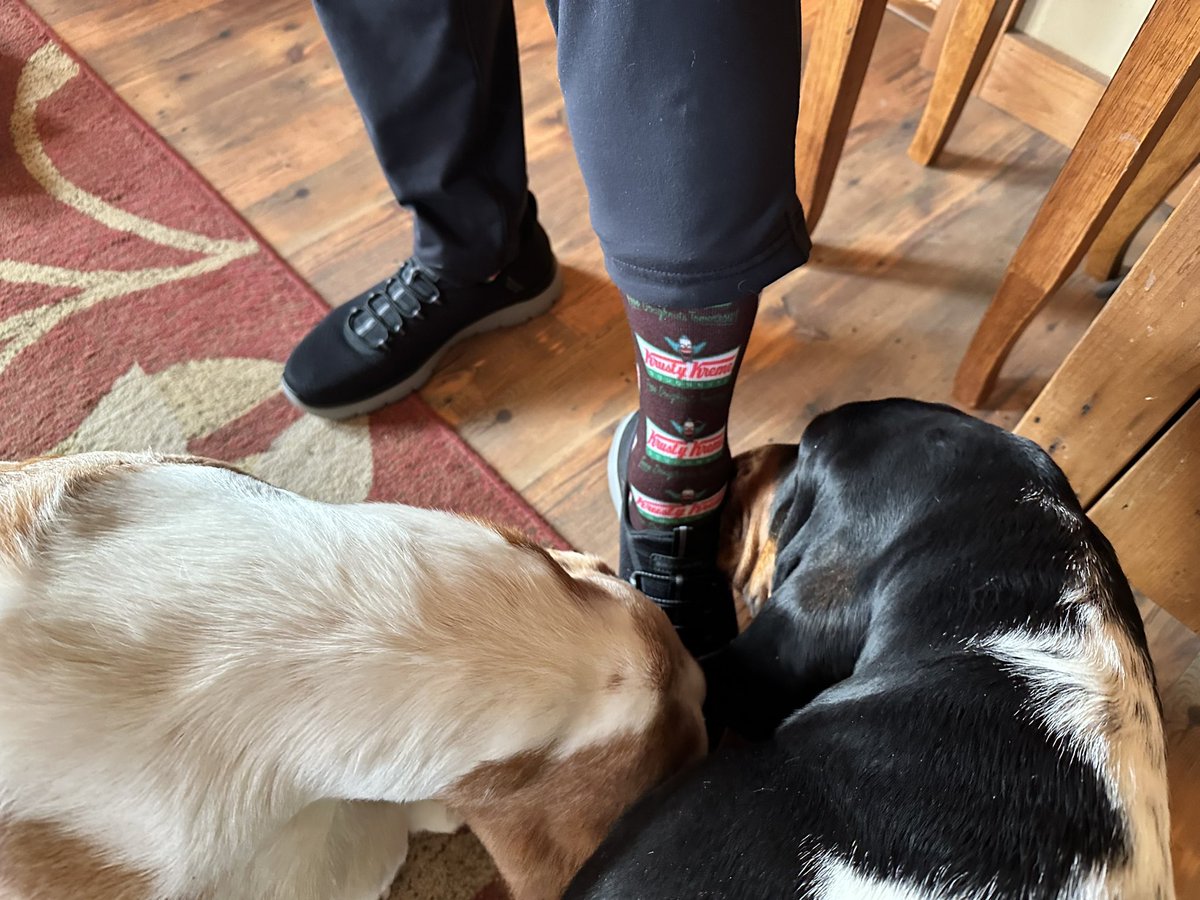 MocklerBassets's tweet image. John’s in full @krispykreme attire this morning. Ernest &amp;amp; Jack were sniffing out the socks. Now, they’re demanding #donuts🍩@natehale Thank you again for all the gifts!🎁