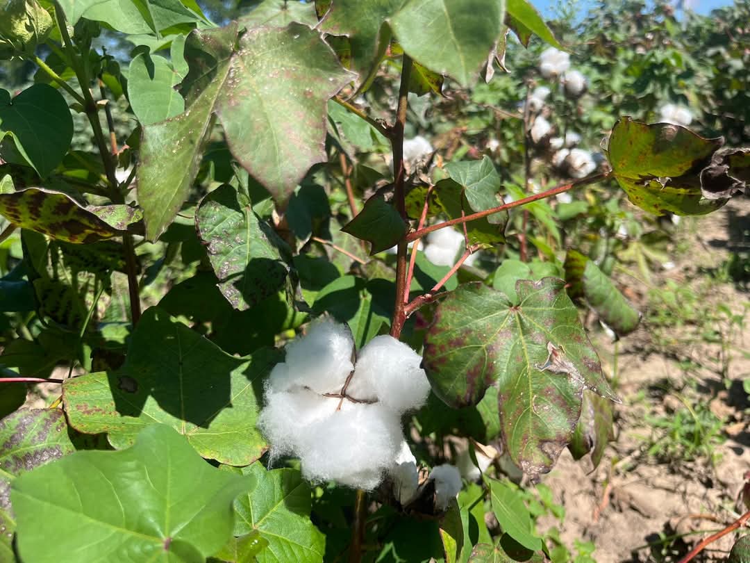 CIAT Bolivia tweet media
