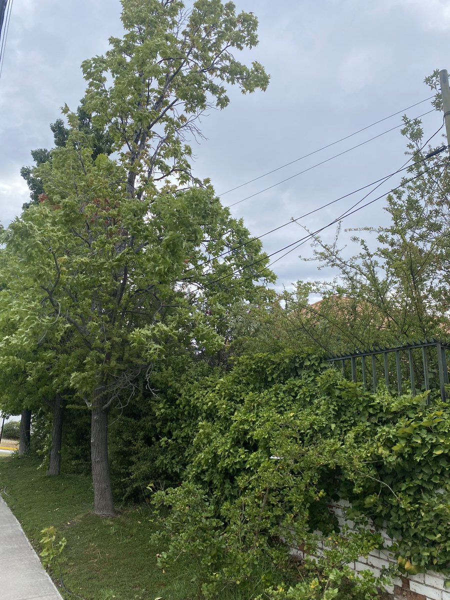 rafastillov's tweet photo. Los cables que llegan a mi casa están entre ramas de un árbol que se está cayendo.
¿Me pueden ayudar @catasanmartinlc @Muni_LasCondes @LC_jardines @EnelChile @lascondes https://t.co/Ny7LukX8Xb