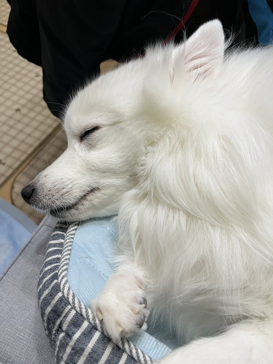 あんころもち様♡ありがとうございます♡ にゃんころもち (@sakura_nyancolo) / Posts / X