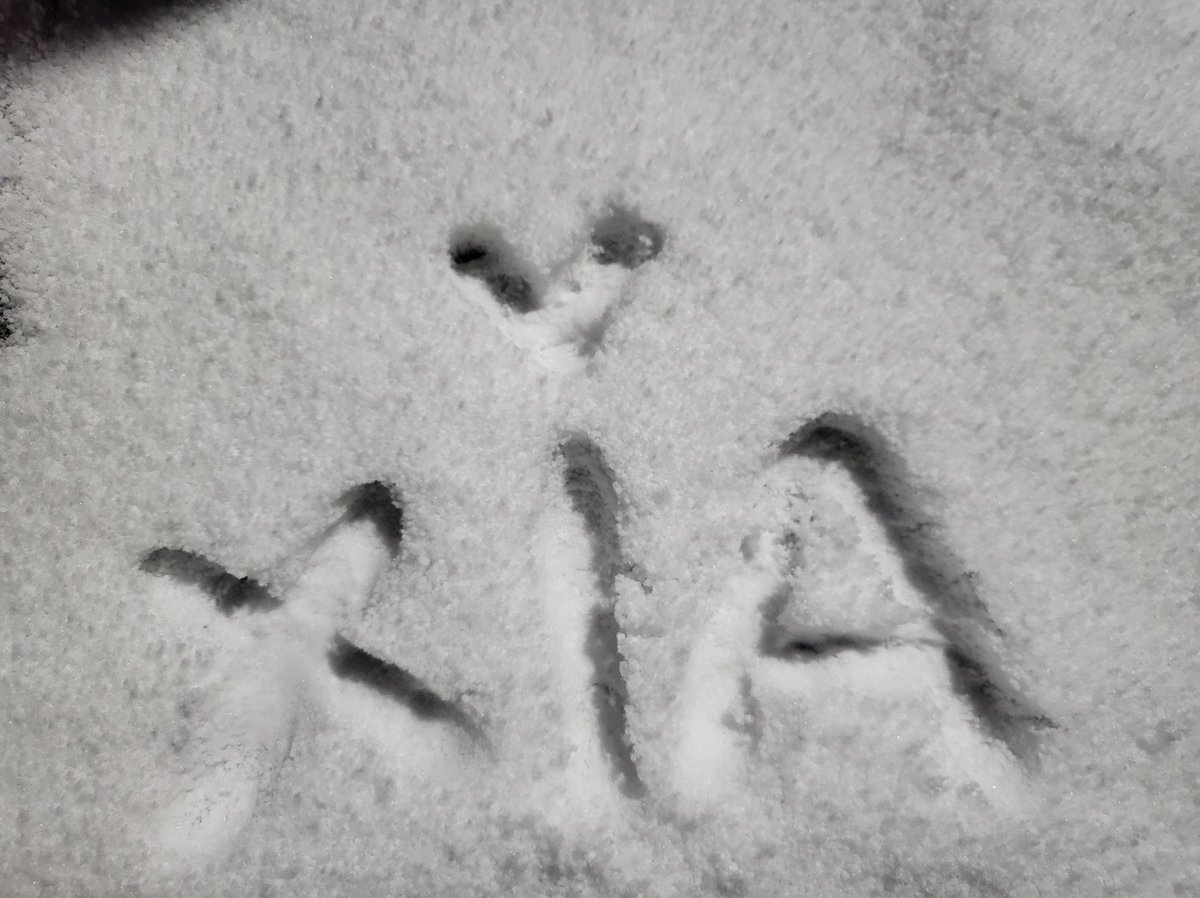 눈이 와서 눈위에 XIA 적어보기❤️