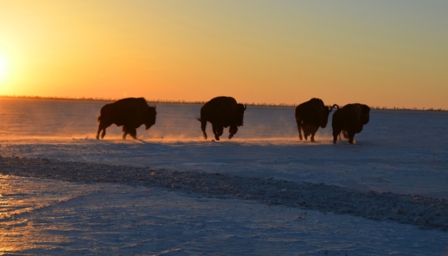 ZMiST_Ua's tweet photo. Feed shortage threatens mass death of #animals in #Askania-Nova reserve in #Kherson region, expert said https://t.co/cKbWZ4xnjn