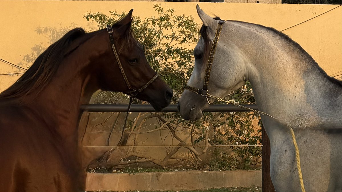 0ykll's tweet image. 