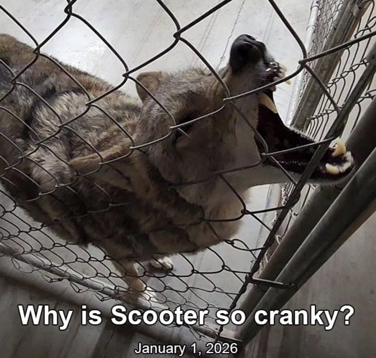 Laika 🏳️‍⚧️ΘΔ tweet media