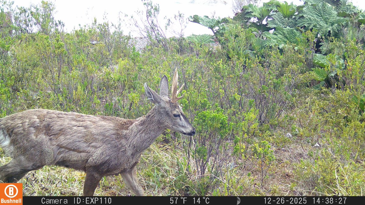 conaf_aysen's tweet photo. Área Puerto Río Tranquilo. Parque Nacional Laguna San Rafael, sector Glaciar Exploradores, cámaras trampa han permitido a guardaparques registrar fauna silvestre desde agosto de 2025, gracias a un convenio entre CONAF Aysén y la Universidad Austral de Chile.
Maravillosas imágenes https://t.co/NN6x2sL4l1