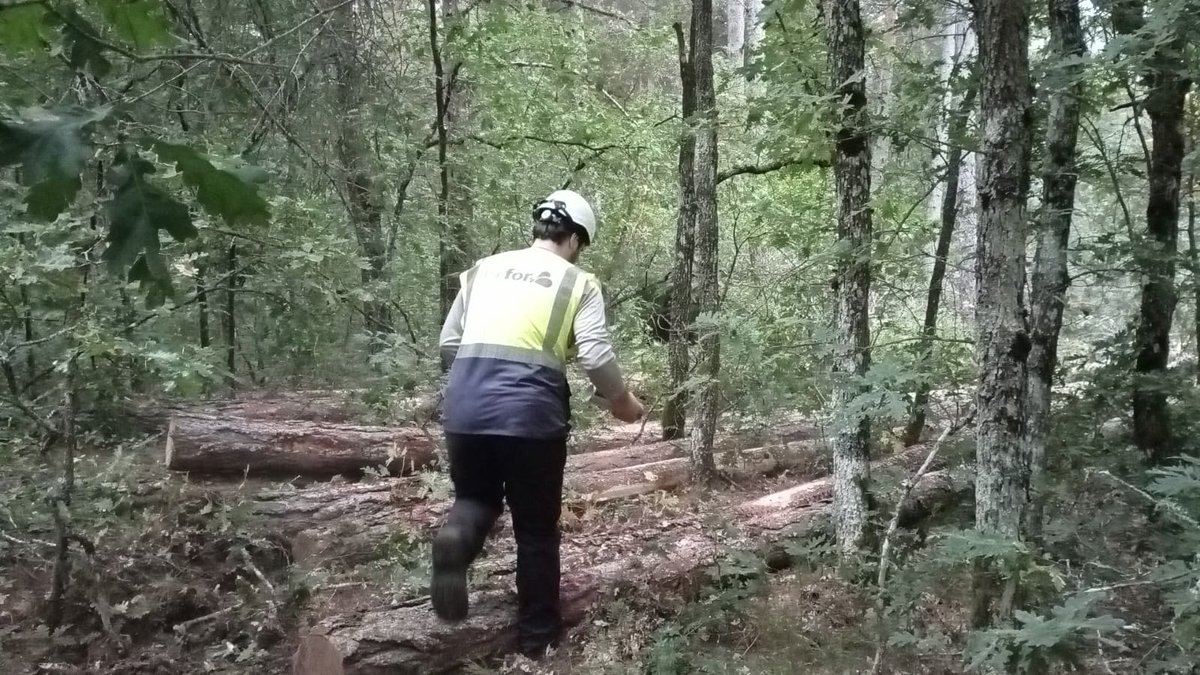 SingleTree_EU tweet media