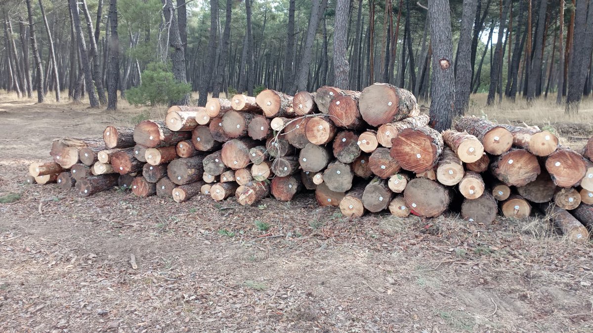 SingleTree_EU tweet media