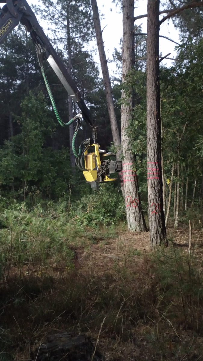 SingleTree_EU tweet media