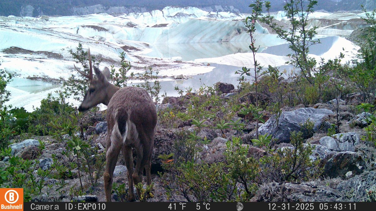 conaf_aysen's tweet photo. Área Puerto Río Tranquilo. Parque Nacional Laguna San Rafael, sector Glaciar Exploradores, cámaras trampa han permitido a guardaparques registrar fauna silvestre desde agosto de 2025, gracias a un convenio entre CONAF Aysén y la Universidad Austral de Chile.
Maravillosas imágenes https://t.co/NN6x2sL4l1