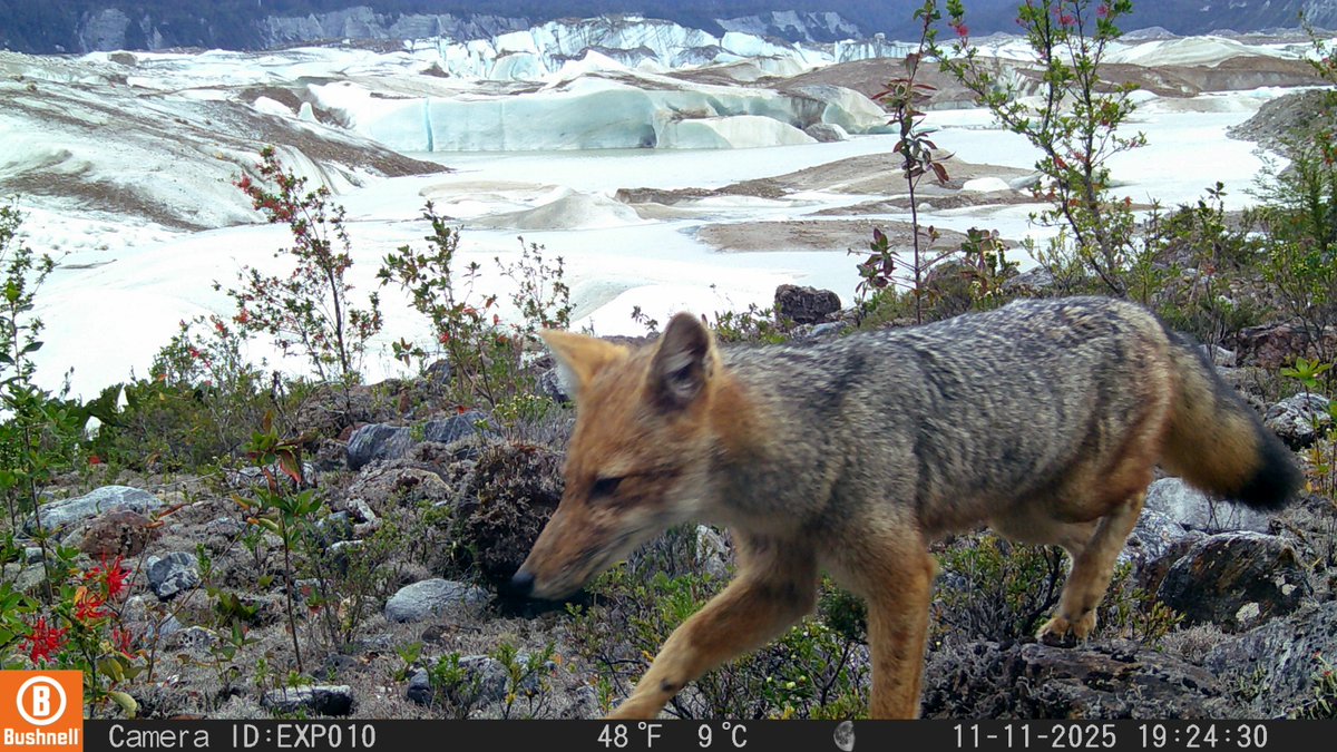 conaf_aysen's tweet photo. Área Puerto Río Tranquilo. Parque Nacional Laguna San Rafael, sector Glaciar Exploradores, cámaras trampa han permitido a guardaparques registrar fauna silvestre desde agosto de 2025, gracias a un convenio entre CONAF Aysén y la Universidad Austral de Chile.
Maravillosas imágenes https://t.co/NN6x2sL4l1