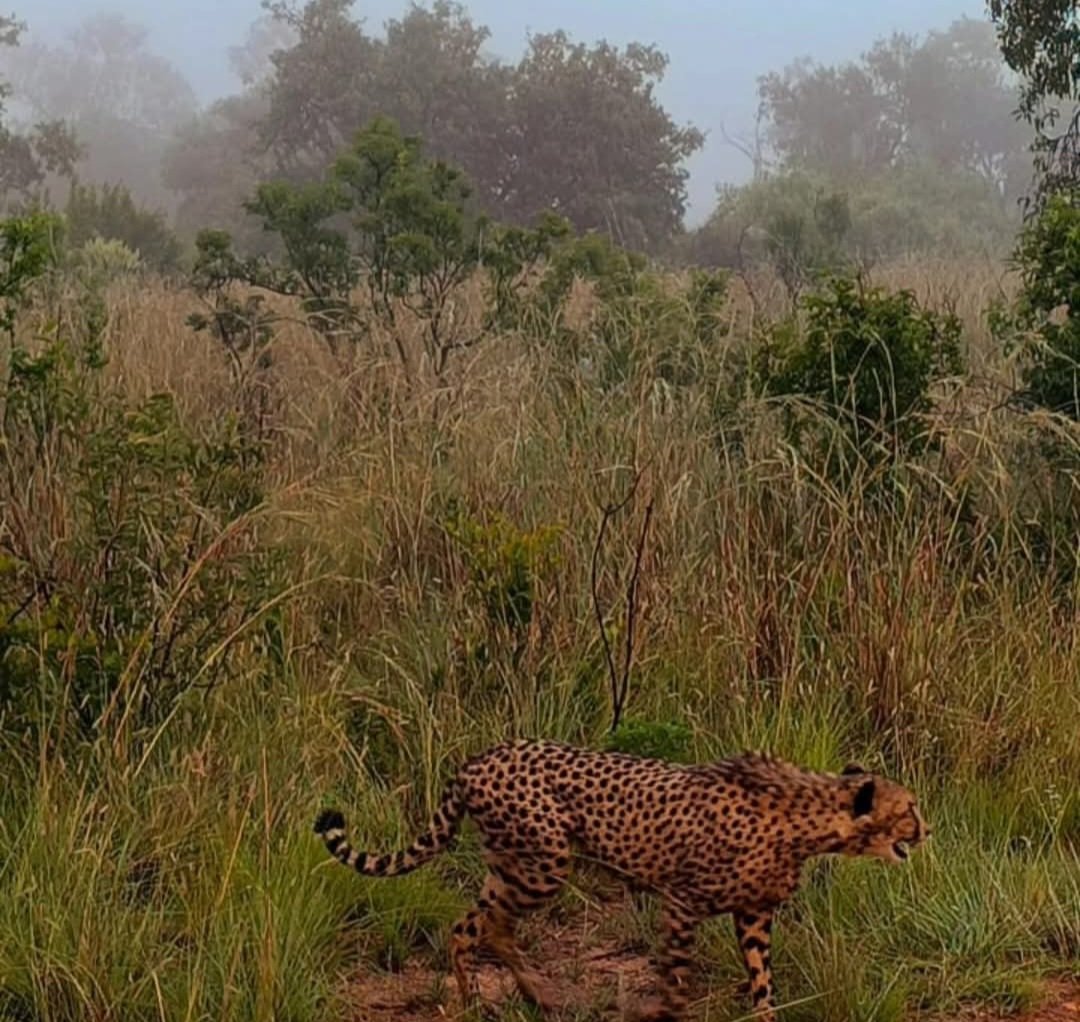 susmeds71's tweet photo. Does anyone recognise these lions and the cheetah at Mabula?
#Mabula 
#wildearth https://t.co/S1bGfKxUCi