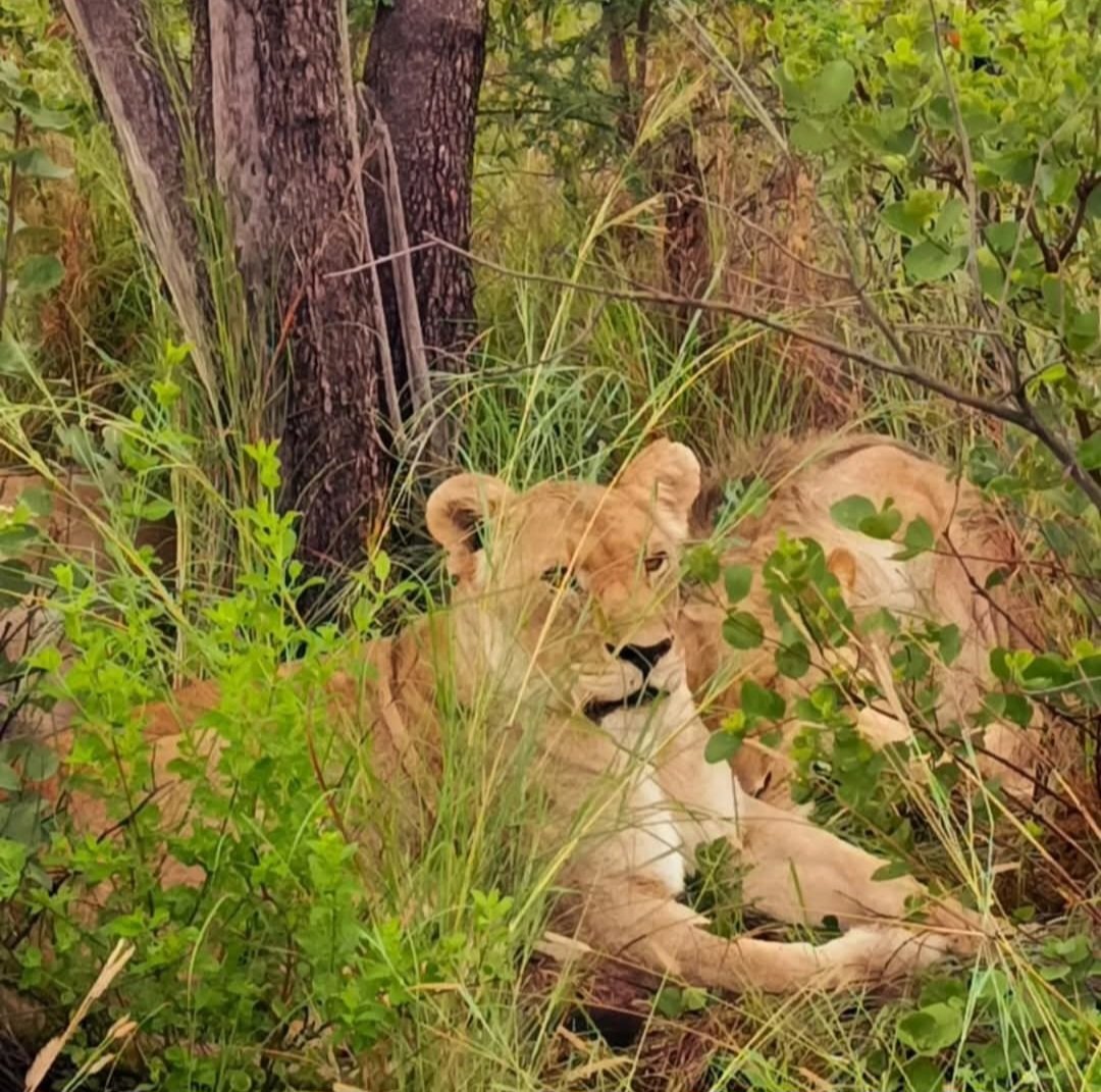 susmeds71's tweet photo. Does anyone recognise these lions and the cheetah at Mabula?
#Mabula 
#wildearth https://t.co/S1bGfKxUCi