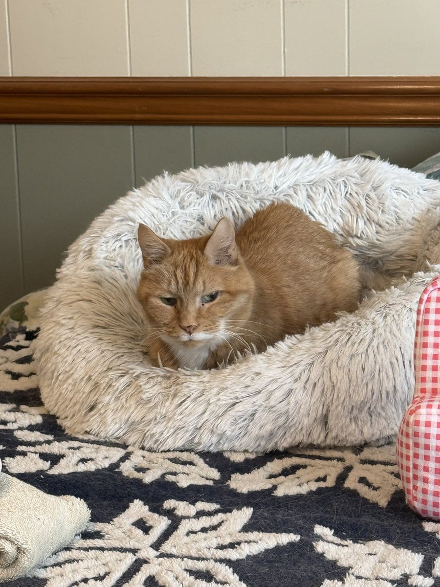 _HandsomeHarry's tweet photo. It’s Kiss A Ginger Day!! 😘🧡
#KissAGingerDay #GingerCats #Kisses https://t.co/AcUygFNy4J