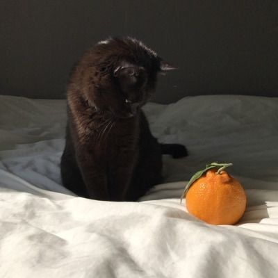 Sopekookfest's tweet photo. A lonely cat looking for two soulmates to share his orange with,  but is there any writer who would write the story? Help Yoongi find happiness for Sopekook fest! https://t.co/waAOHGMxHo