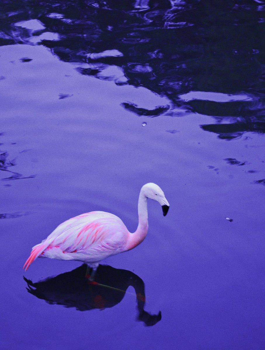 5 Étoiles tweet media