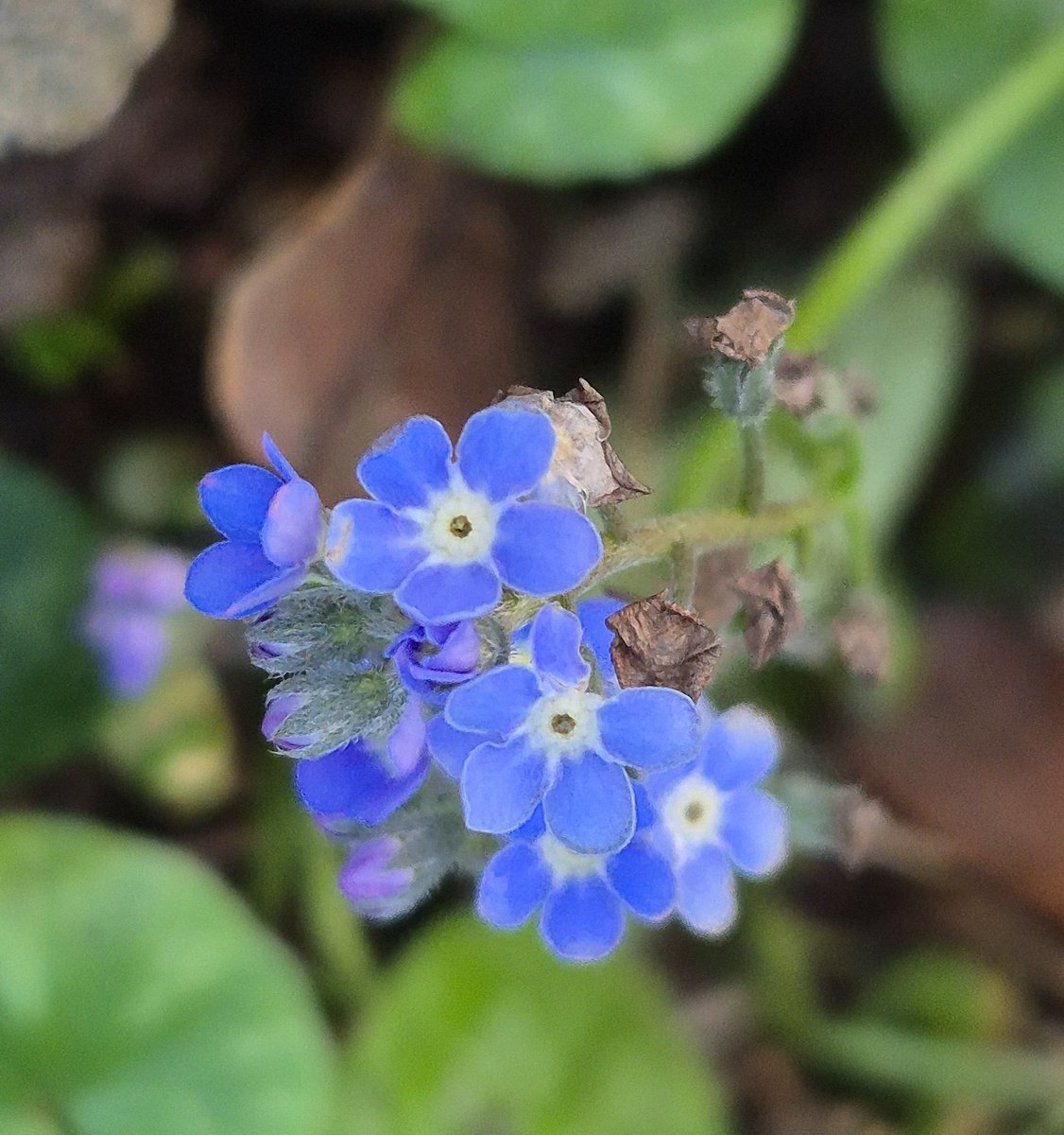 Ozymandiasdust's tweet image. Today's flower in the local park. Forget-me-not...😊 #wildflowers #Exeter #Devon