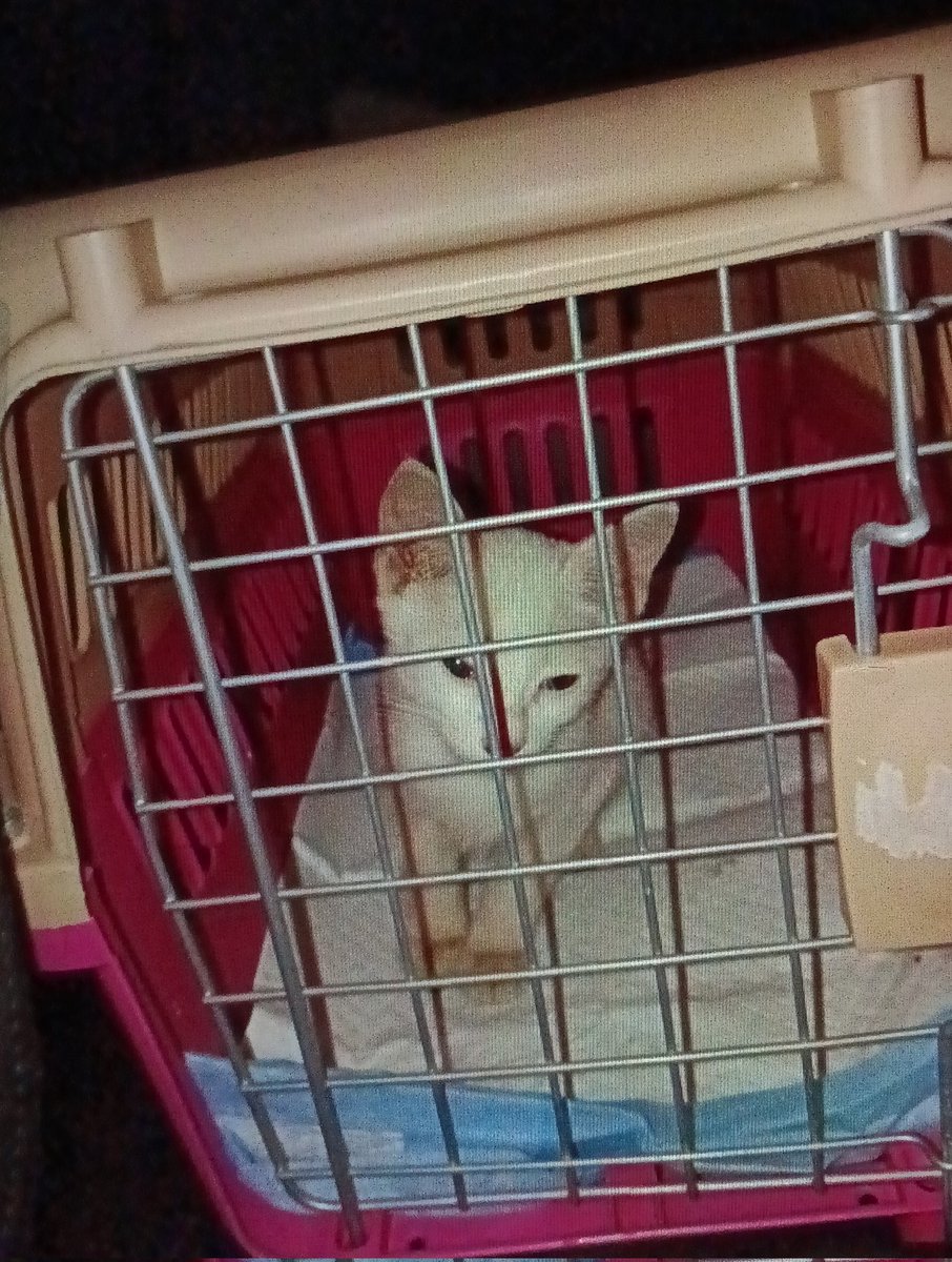 LindaElleHafiza's tweet photo. Abes keje 8pm. Nak pegi feeding anak jalanan. Pastu nmpk anak ini. Tgh meow2 sambil ikot kaki sorg bangla. Gamak nye dia mengiow mtk mknn. Ok lah bg dia mkn dulu. Mkn pun smbil bunyi2. Gamak nye dia nk ckp dia lpr sgt kot. Smpi nak tercekik mkn. Kesian. 

Sy ni hutang vet ada lagi 4k. Blm setel. Anak2 sy kat rumah pun ramai lg yg sakit yg tak blh pegi vet sbb hutang blm setel lagi. Nak bwk pegi vet lain pun xde ready funds. 

Asal nye sy nk tgl je lps bg mkn.
Wallahi sy tak mampu nk tmbh hutang. Sy sgt sedih tgk anak2 sy kt rumah yg menanggung sakit and tak dpt pegi vet. Tp hati sy tak mampu nak tgl anak kecil ni. Sorg2. Mlm2. Mak xde. Haih. Sumpah sedih.

Sy angkut jugak dia.
Mcm biasa lah dlm keta mmg ada carrier and potty pad.

Sy suspect dia parvo. Sbb dia cirit teruk. Mmg tengit bau taik dia. Takpelah keta sy busuk pun. Blh cuci. Nyawa anak ini lagi penting kan.
So dah rescue ni, maka nye the mission is rawat dia and re-home. 

Takde sape blh jaga dia mlm ni. Jadi sy tido je la dgn dia dlm keta. Takpe dh biasa buat dgn rescues lain sblm ni. Esok sy terpaksa la masuk keje lmbt sbb kena bwk anak ini pegi vet dulu.

Nak mtk tlg chip in kos vet check anak ini esok ye 🙏