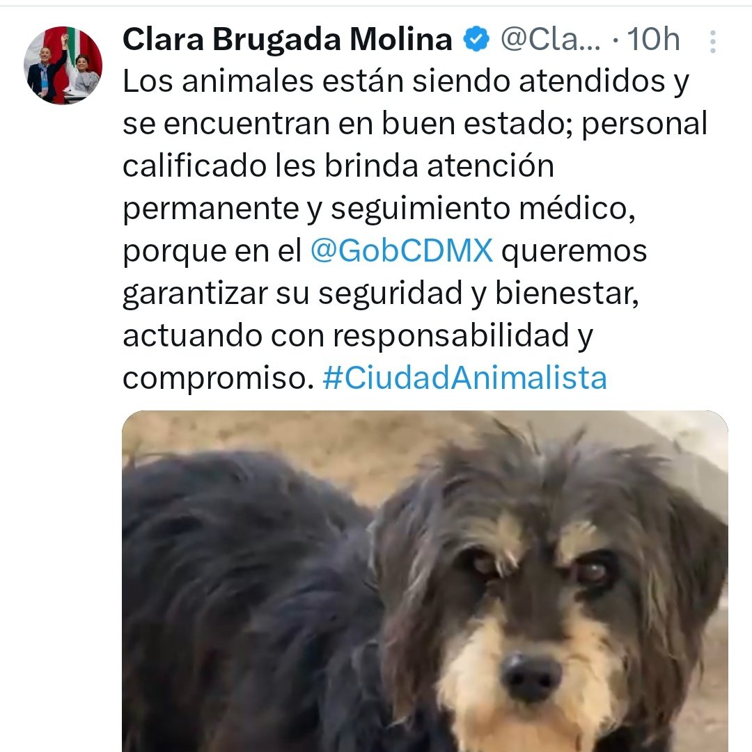 YoAmoaLaCiencia's tweet image. Brugada contradice su propio peritaje en el caso Haghenbeck-Franciscano 

En un video publicado a través de las cuentas de la Jefa de Gobierno, veterinarios señalan que apenas comenzaron la evaluación individual de los animales trasladados del caso Haghenbeck-Franciscano.…