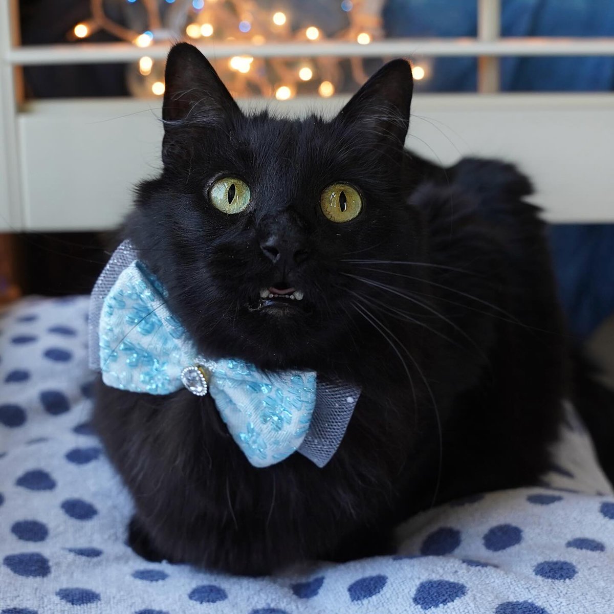 ZolderTheCat's tweet photo. My face when I realized it was Monday.
#MondayFace #MondayMood #BlackCats https://t.co/782DUa5S9v