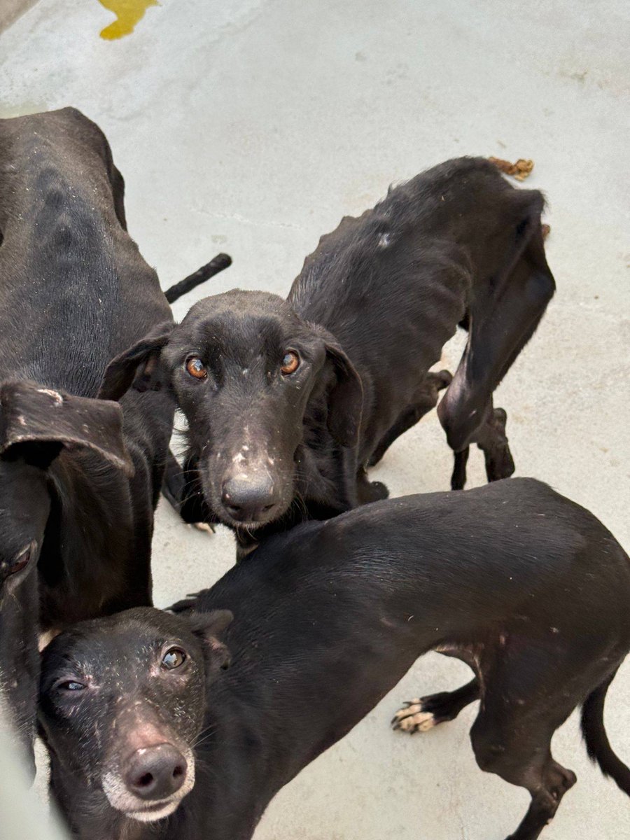 plataforma_NAC's tweet image. ❣️ASOCIACIÓN @BaasGalgo_  recoge a 5 inocentes en estado lamentable
Son 5 criaturas inocentes que han vivido o más bien malvivido durante toda su existencia
No hay derecho y seguramente tampoco habrá justicia, porque no tenían chip
adopciones@baasgalgo.org
baasgalgo.org