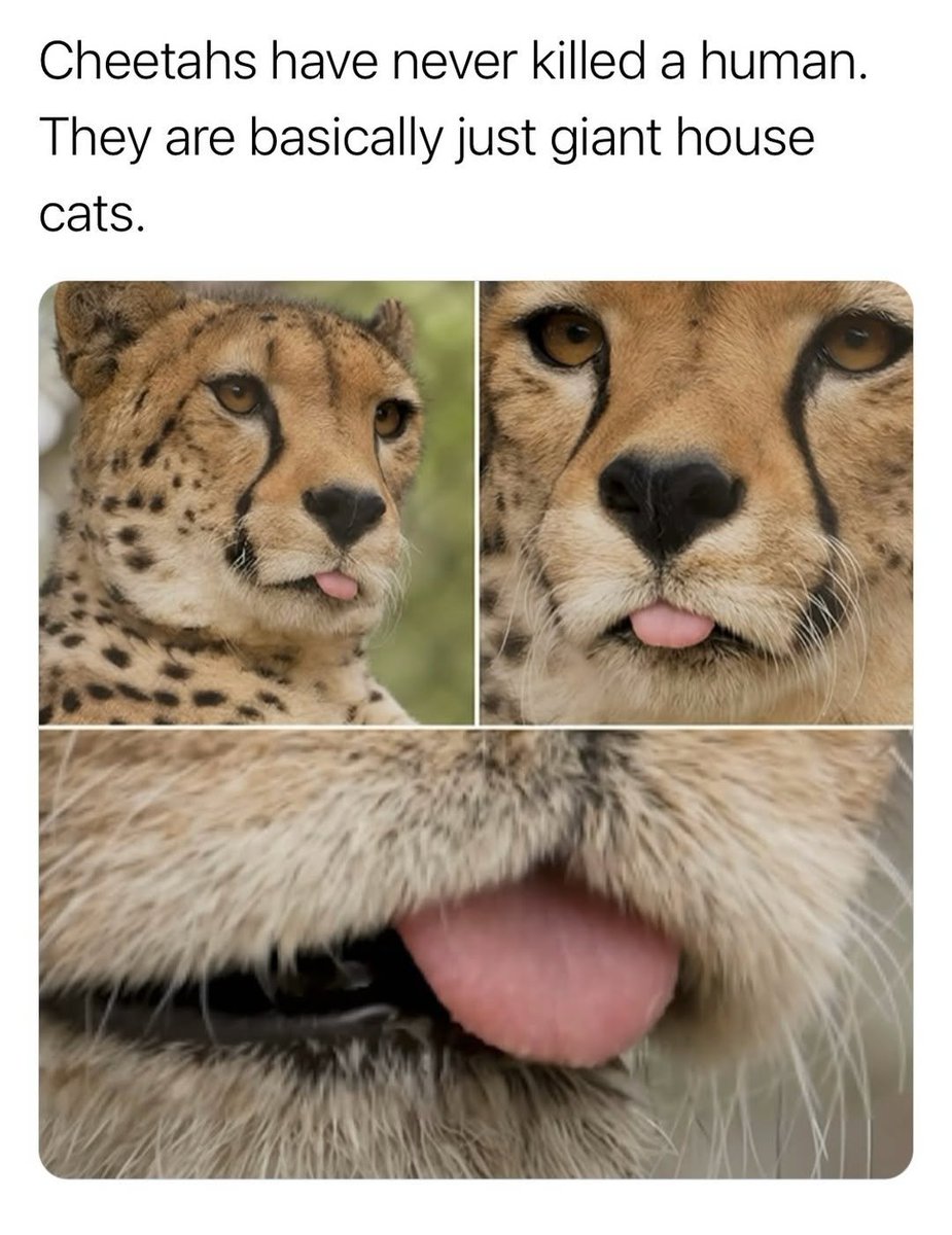 We don't deserve cats 😺 tweet media