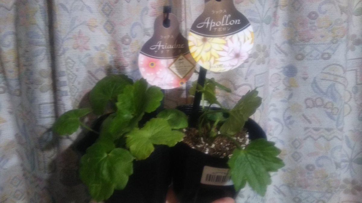 DCM(旧D2)にラナンキュラスラックスの苗が入ってるの初めて見た。それ