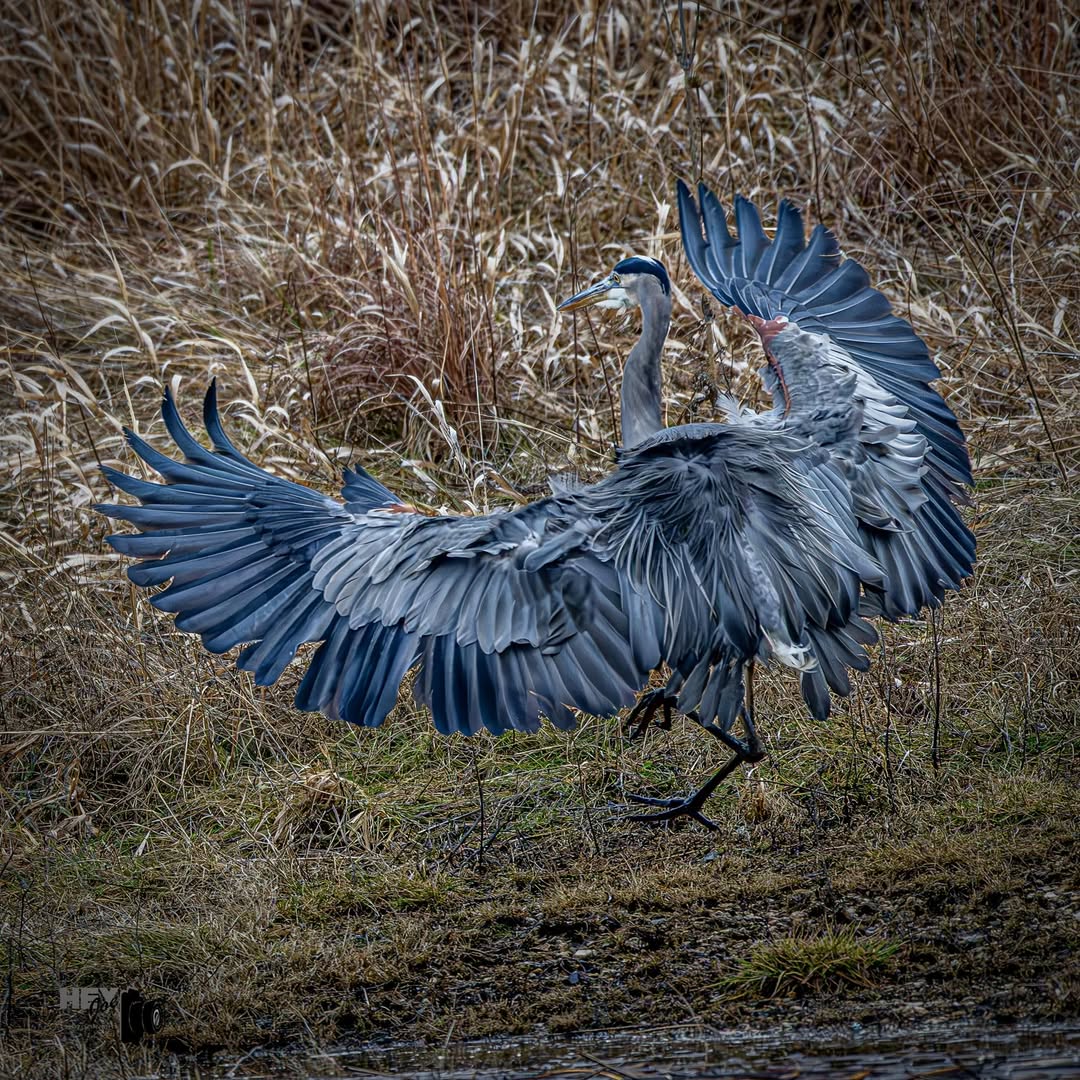 Today's Bird tweet media