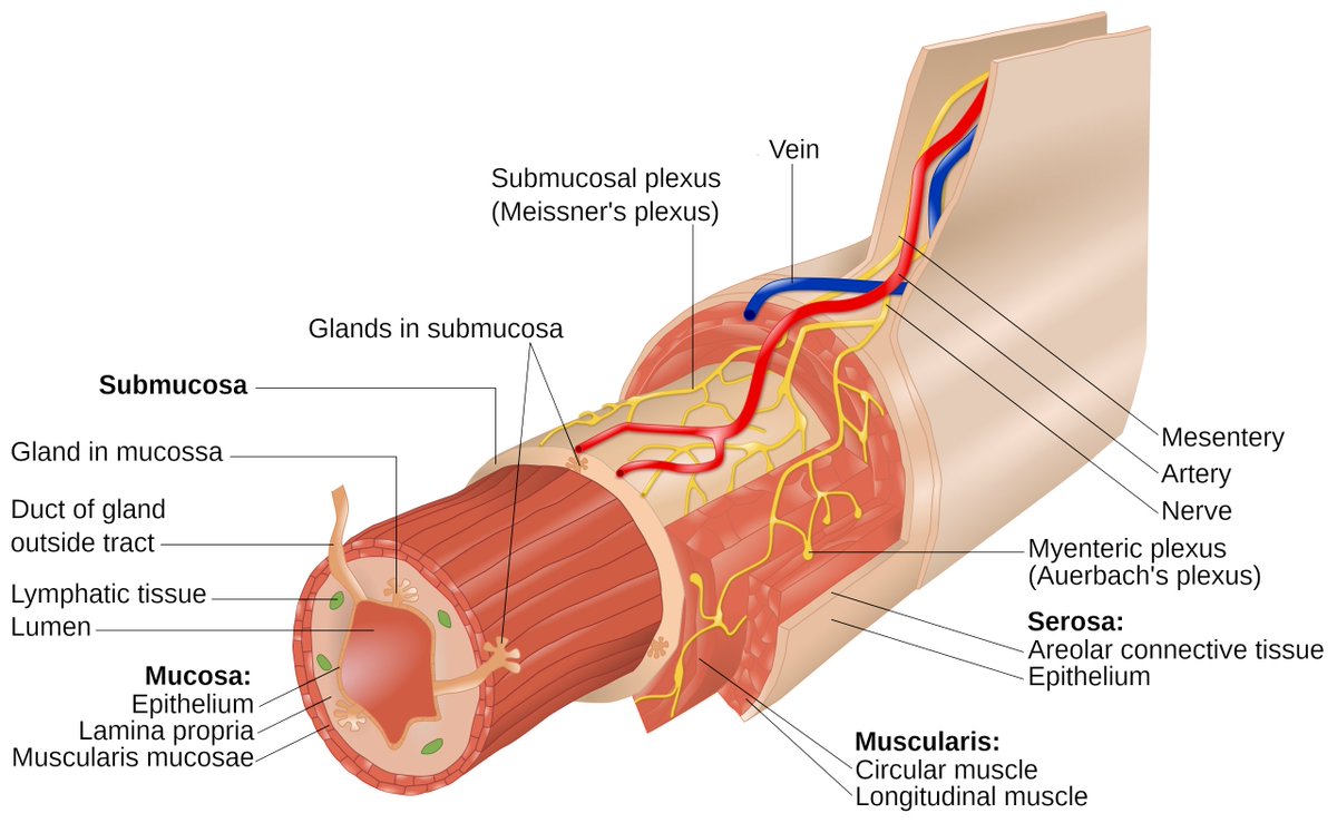 sepdigestiva's tweet photo. 🔍🩸 La colitis isquémica suele afectar a las zonas “watershed” del colon. En la endoscopia, el “single stripe sign” es patognomónico y corresponde al borde antimesentérico, donde el aporte sanguíneo es menor.
#4kmeded #gitwitter https://t.co/AEU0EoSBQy