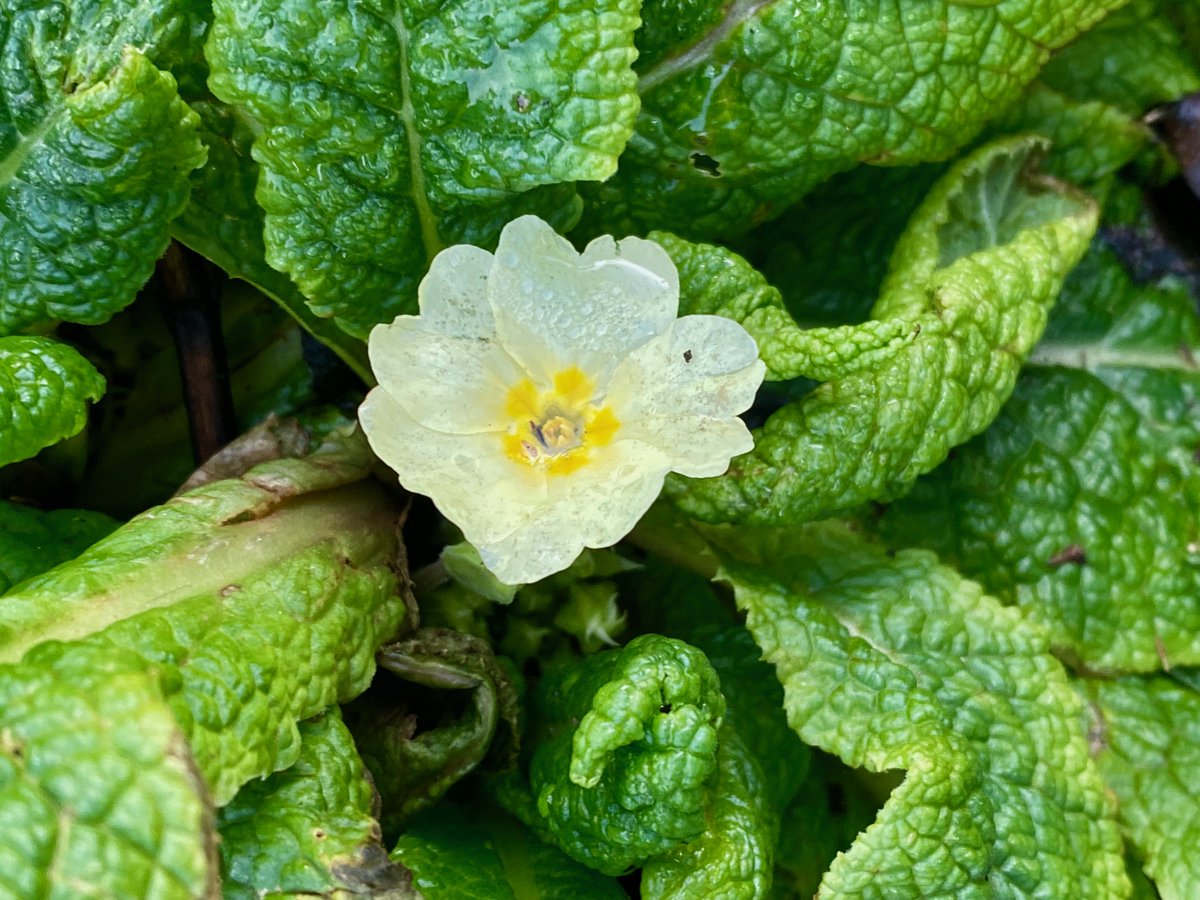 bakrim2000's tweet image. It is the first primrose🌼 of the year!
#Allotment  #cornwall