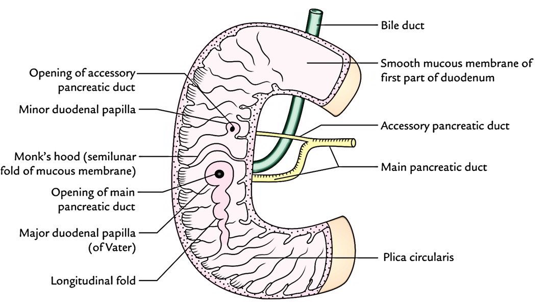 sepdigestiva's tweet photo. 🧠📚 Anatomía del duodeno #meded

Repaso de conceptos clave:
1️⃣ Longitud de sus 4 porciones 🔢
2️⃣ Referencias endoscópicas 🔦
3️⃣ Vista lateral en D1 ↩️
4️⃣ Irrigación arterial 🩸
📸: MEDizzy https://t.co/o9Gs74Xh5V