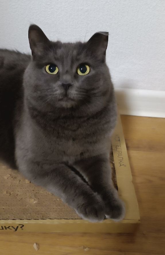 Здесь мог быть всратый ник, но мне лень tweet media