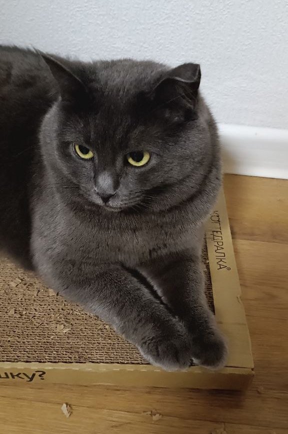 Здесь мог быть всратый ник, но мне лень tweet media