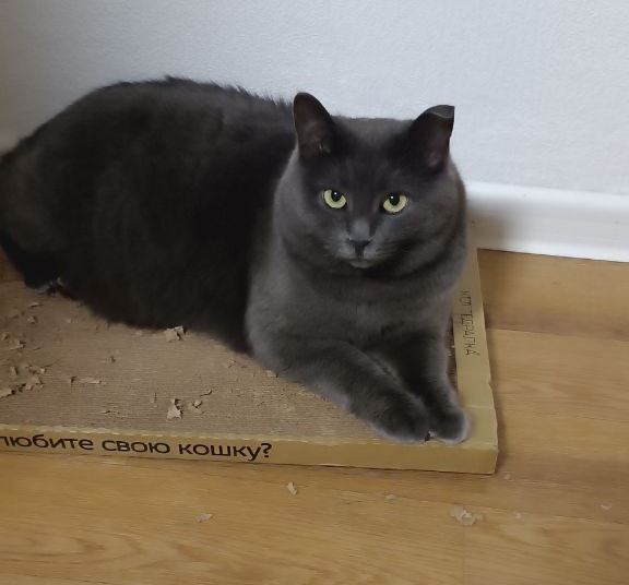 Здесь мог быть всратый ник, но мне лень tweet media