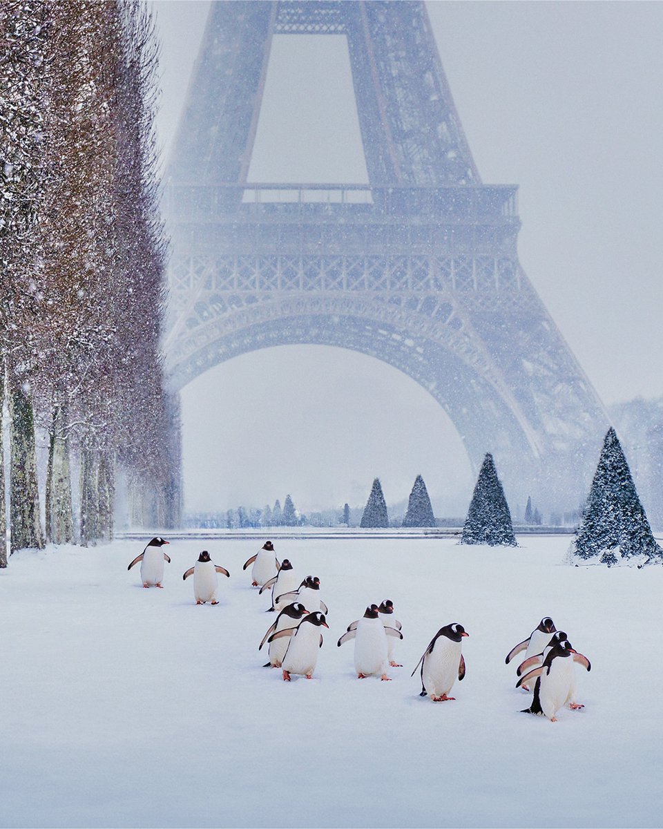 PrettyCitiesX's tweet photo. Winter in Paris, France 🇫🇷 https://t.co/PaVHLP42du