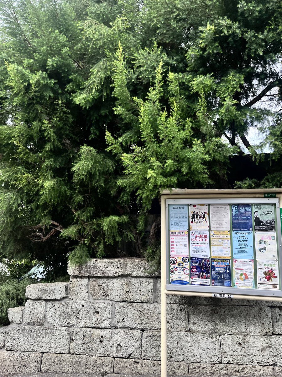 Loli • ロリ🌳💭 tweet media