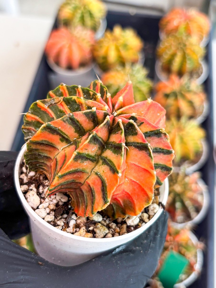 LvJungle's tweet photo. 🌵 Bring a touch of nature into your home with our stunning Gymnocalycium LB Hybrid 

#gymnoflowers #gymnocalyciummania https://t.co/bYTdPurvvf