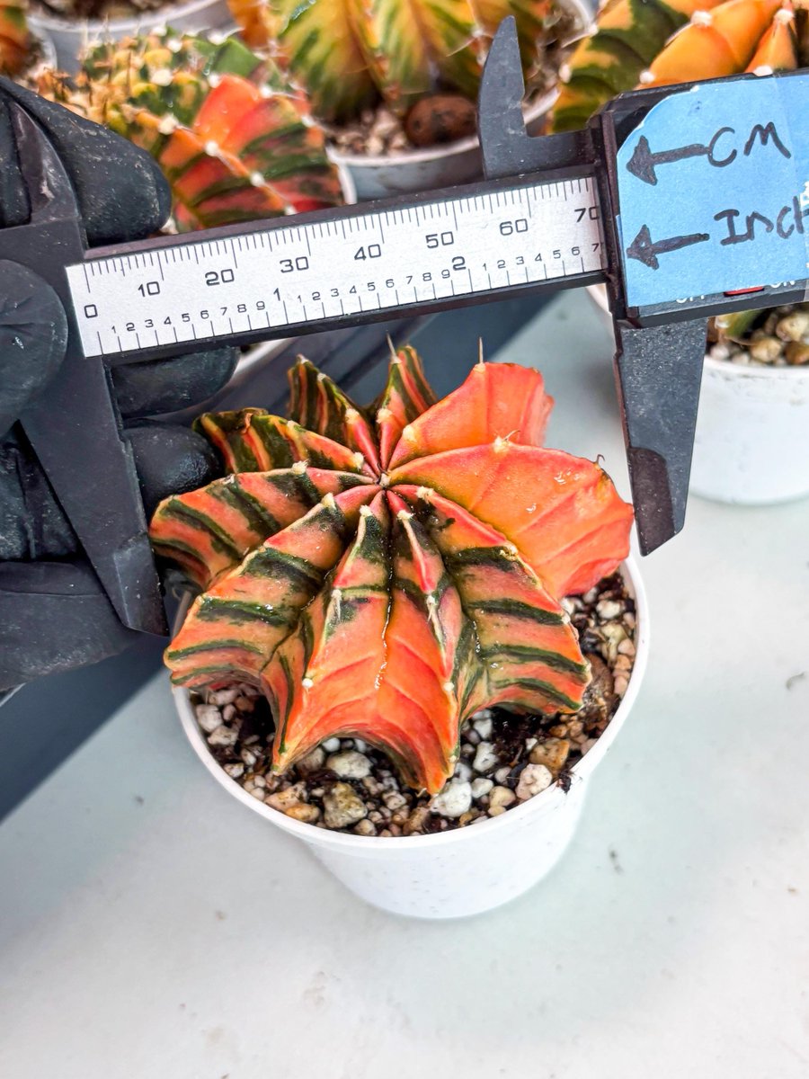 LvJungle's tweet photo. 🌵 Bring a touch of nature into your home with our stunning Gymnocalycium LB Hybrid 

#gymnoflowers #gymnocalyciummania https://t.co/bYTdPurvvf